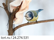 Лазоревка обыкновенная. Blue tit (Parus caeruleus). Стоковое фото, фотограф Василий Вишневский / Фотобанк Лори