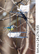 Лазоревка обыкновенная. Blue tit (Parus caeruleus). Стоковое фото, фотограф Василий Вишневский / Фотобанк Лори