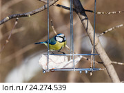 Лазоревка обыкновенная. Blue tit (Parus caeruleus). Стоковое фото, фотограф Василий Вишневский / Фотобанк Лори