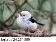 Гнездо. Синица длиннохвостая, Aegithalos caudatus. The nest of the Long-tailed Tit in nature. Стоковое фото, фотограф Василий Вишневский / Фотобанк Лори