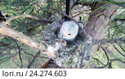 Гнездо. Синица длиннохвостая, Aegithalos caudatus. The nest of the Long-tailed Tit in nature. Стоковое фото, фотограф Василий Вишневский / Фотобанк Лори