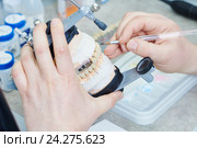 dental prosthesis work. Painting teeth. Стоковое фото, фотограф Дмитрий Калиновский / Фотобанк Лори