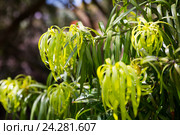 Podocarpus Henkelii plant. Стоковое фото, фотограф Яков Филимонов / Фотобанк Лори