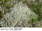 Природа Селигера. Кладония лесная (lat. Cladonia arbuscula) Стоковое фото, фотограф Елена Коромыслова / Фотобанк Лори