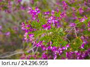 polygala myrtifolia blossom. Стоковое фото, фотограф Яков Филимонов / Фотобанк Лори