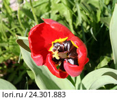 Красный цветок мака. Стоковое фото, фотограф Сагирова Алсу / Фотобанк Лори