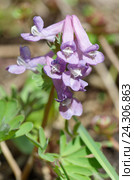 Хохлатка Галлера, или хохлатка плотная (лат. Corydalis halleri, Corydalis solida ) Стоковое фото, фотограф Елена Коромыслова / Фотобанк Лори
