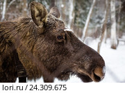 Лось смотрит сквозь металлическую сетку. Сумароковская лосиная ферма, Костромская область (2014 год). Редакционное фото, фотограф Зайцев Алексей / Фотобанк Лори
