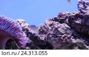 Морской риф - фиолетовая актиния и рыбы-клоуны Amphiprion ocellaris. Стоковое видео, видеограф Евгений Ткачёв / Фотобанк Лори
