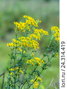 Якобея обыкновенная или Крестовник Якова ( лат. Jacobaea vulgaris, Senecio jacobaea L.). Дикорастущее ядовитое, лекарственное растение Сибири. Стоковое фото, фотограф Евгений Мухортов / Фотобанк Лори