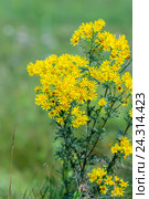 Якобея обыкновенная или Крестовник Якова ( лат. Jacobaea vulgaris, Senecio jacobaea L.). Дикорастущее ядовитое, лекарственное растение Сибири. Стоковое фото, фотограф Евгений Мухортов / Фотобанк Лори