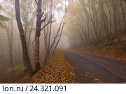 Старая туманная дорога через буковый лес. Стоковое фото, фотограф Игорь Скляров / Фотобанк Лори