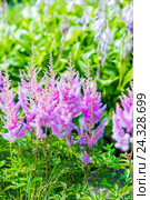 Цветущая розовая Астильба Арендса ,, Аметист ,, ( лат.  Astilbe arendsii "Amethyst" ). Декоративный многолетний садовый цветок. Стоковое фото, фотограф Евгений Мухортов / Фотобанк Лори