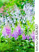 Цветущая розовая Астильба Арендса ,, Аметист ,, ( лат.  Astilbe arendsii "Amethyst" ) среди цветущей Хосты. Стоковое фото, фотограф Евгений Мухортов / Фотобанк Лори
