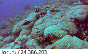 Подводный пейзаж с рифами, Красное море, Шарм-эль-Шейх, Синайский полуостров, Египет. Стоковое видео, видеограф Некрасов Андрей / Фотобанк Лори