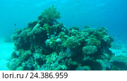 Жизнь небольших коралловых рифов, Красное море, полуостров Синай, Египет. Стоковое видео, видеограф Некрасов Андрей / Фотобанк Лори