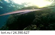 Пара Trumpetfish или Stickfish (Aulostomus chinensis) под поверхностью воды между рифами, Красное море, Дахаб, Синайский полуостров, Египет. Стоковое видео, видеограф Некрасов Андрей / Фотобанк Лори