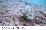 Дьявол Скорпион (Scorpaenopsis diabolus) движется вдоль дна, Красное море, Шарм-эль-Шейх, Синайский полуостров, Египет. Стоковое видео, видеограф Некрасов Андрей / Фотобанк Лори