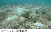 Дьявол Скорпион (Scorpaenopsis diabolus), Красное море, Шарм-эль-Шейх, Синайский полуостров, Египет. Стоковое видео, видеограф Некрасов Андрей / Фотобанк Лори