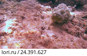 Дьявол Скорпион (Scorpaenopsis diabolus) сидит на рифе, Красное море, Шарм-эль-Шейх, Синайский полуостров, Египет. Стоковое видео, видеограф Некрасов Андрей / Фотобанк Лори