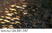 Множество рыб Pigmy Sweepers (Parapriacanthus ransonneti)  рядом с коралловым рифом, Красное море, Дахаб, полуостров Синай, Египет. Стоковое видео, видеограф Некрасов Андрей / Фотобанк Лори