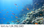 Рыбы Голди (Pseudanthias squamipinnis) возле коралловых рифов, Красное море, Дахаб, Синайский полуостров, Египет. Стоковое видео, видеограф Некрасов Андрей / Фотобанк Лори