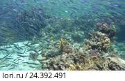 Крылатка (Pterois volitans) и Рыбы Hardyhead Silverside (Atherinomorus lacunosus) рядом с коралловыми рифами в каньоне, Красное море, Дахаб, Синайский полуостров, Египет. Стоковое видео, видеограф Некрасов Андрей / Фотобанк Лори