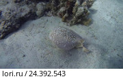 Электрические скаты Panther Electric Ray (Torpedo panthera) над коралловыми рифами, Красное море, Дахаб, Синайский полуостров, Египет. Стоковое видео, видеограф Некрасов Андрей / Фотобанк Лори