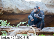 Шимпанзе сидит на дереве. Лоро парк (Loro Parque zoo), Санта Круз, Тенерифе, Канарские острова. Стоковое фото, фотограф Кекяляйнен Андрей / Фотобанк Лори