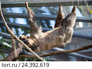Двупалый ленивец Linnaeus Sloth в зоопарке. The Loro Parkue in Puerto de la Cruz, Tenerife, Canary, Spain. Стоковое фото, фотограф Кекяляйнен Андрей / Фотобанк Лори