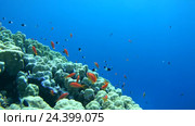 Рыбы Голди (Pseudanthias squamipinnis) и Bicolor Damselfish (Chromis dimidiata)  плавают над коралловыми рифами, Красное море, Шарм-эль-Шейх, Синайский полуостров, Египет. Стоковое видео, видеограф Некрасов Андрей / Фотобанк Лори