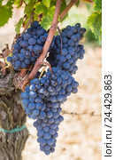 Спелые грозди винограда Санджовезе (Sangiovese), Таскана, Италия. Стоковое фото, фотограф Николай Коржов / Фотобанк Лори