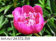 Пчела на ярко-розовом пионе (Paeonia) Стоковое фото, фотограф Алёшина Оксана / Фотобанк Лори
