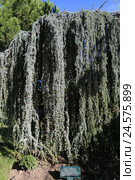 Кедр Атласский ( Cedrus Atlantica) (2016 год). Редакционное фото, фотограф Яна Королёва / Фотобанк Лори