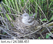 Славка ястребиная у гнезда. Barred Warbler (Sylvia nisoria). Стоковое фото, фотограф Василий Вишневский / Фотобанк Лори