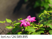 Цветок клематиса сорт Виль де Лион (Clematis Ville de Lyon). Группа Витицелла. Стоковое фото, фотограф Наталья Гармашева / Фотобанк Лори