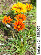 Гацания (лат. Gazania hybrida), или газания, или африканская ромашка на клумбе. Стоковое фото, фотограф Наталья Гармашева / Фотобанк Лори