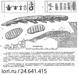 Предметы Азильской культуры. Стоковая иллюстрация, иллюстратор Макаров Алексей / Фотобанк Лори