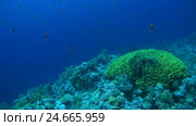 A large school of fish a bright orange Sea goldie - Pseudanthias squamipinnis chromis fly over beautiful coral reef on a background of blue water. Стоковое видео, видеограф Некрасов Андрей / Фотобанк Лори