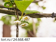 Весеннее цветение китайского лимонника (лат. Schisandra chinensis) Стоковое фото, фотограф Наталья Гармашева / Фотобанк Лори