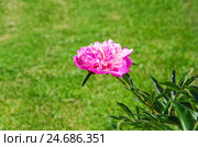 Одинокий пион ярко-розовый (Paeonia) Стоковое фото, фотограф Алёшина Оксана / Фотобанк Лори