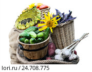 Дачный урожай в мешке и корзинах - томаты, огурцы, чеснок, фасоль и картофель. Стоковое фото, фотограф Валерий Тырин / Фотобанк Лори