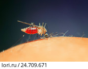 Противное насекомое комар сидит на коже и пьет кровь. Стоковое фото, фотограф Бачкова Наталья / Фотобанк Лори