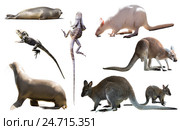 australia animals isolated. Стоковое фото, фотограф Яков Филимонов / Фотобанк Лори