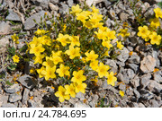 Linum tauricum (Лен крымский) (2016 год). Стоковое фото, фотограф Ирина Яровая / Фотобанк Лори