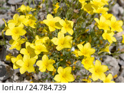 Linum tauricum (Лен крымский) (2016 год). Стоковое фото, фотограф Ирина Яровая / Фотобанк Лори