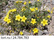Linum tauricum (Лен крымский) (2016 год). Стоковое фото, фотограф Ирина Яровая / Фотобанк Лори