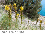 Асфоделина желтая (asphodelus lutea) (2016 год). Стоковое фото, фотограф Ирина Яровая / Фотобанк Лори