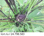Гнездо. Бормотушка северная, Hippolais calligata. The nest of the Booted Warbler in nature. Стоковое фото, фотограф Василий Вишневский / Фотобанк Лори