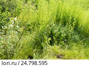 Гнездовой биотоп, место обитания, Habitat, breeding habitat, nesting habitat. Стоковое фото, фотограф Василий Вишневский / Фотобанк Лори